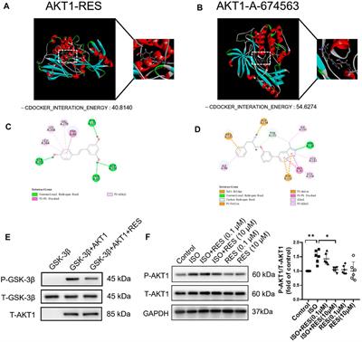 Resveratrol Targets AKT1 to Inhibit Inflammasome Activation in Cardiomyocytes Under Acute Sympathetic Stress